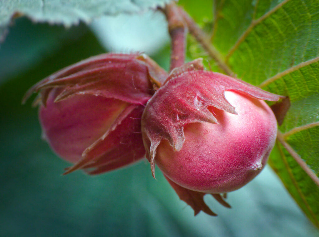 Two unripe hazelnuts hang from a branch, they are pink in colour and have small white hairs covering the fruit