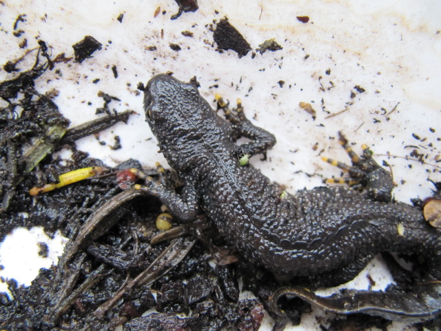 Great Crested Newt by Leonora (Ellie) Enking.