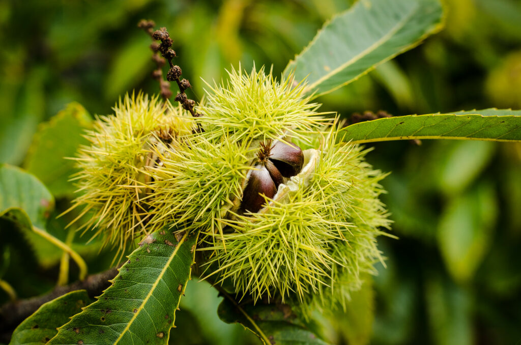 a green spiky shell encasing multiple brown nuts