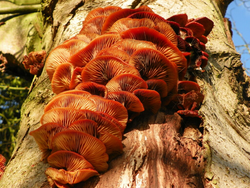 A group of orange bracket fungi growing on the bark of a tree, they are bright orange on top and lighter in colour on the bottom