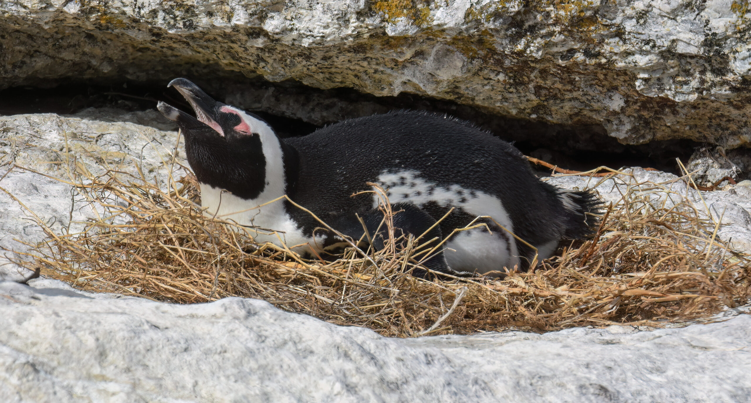 A shortage of suitable nesting sites mean breeding African penguins are exposed to the full heat of the sun often with disastrous consequences.