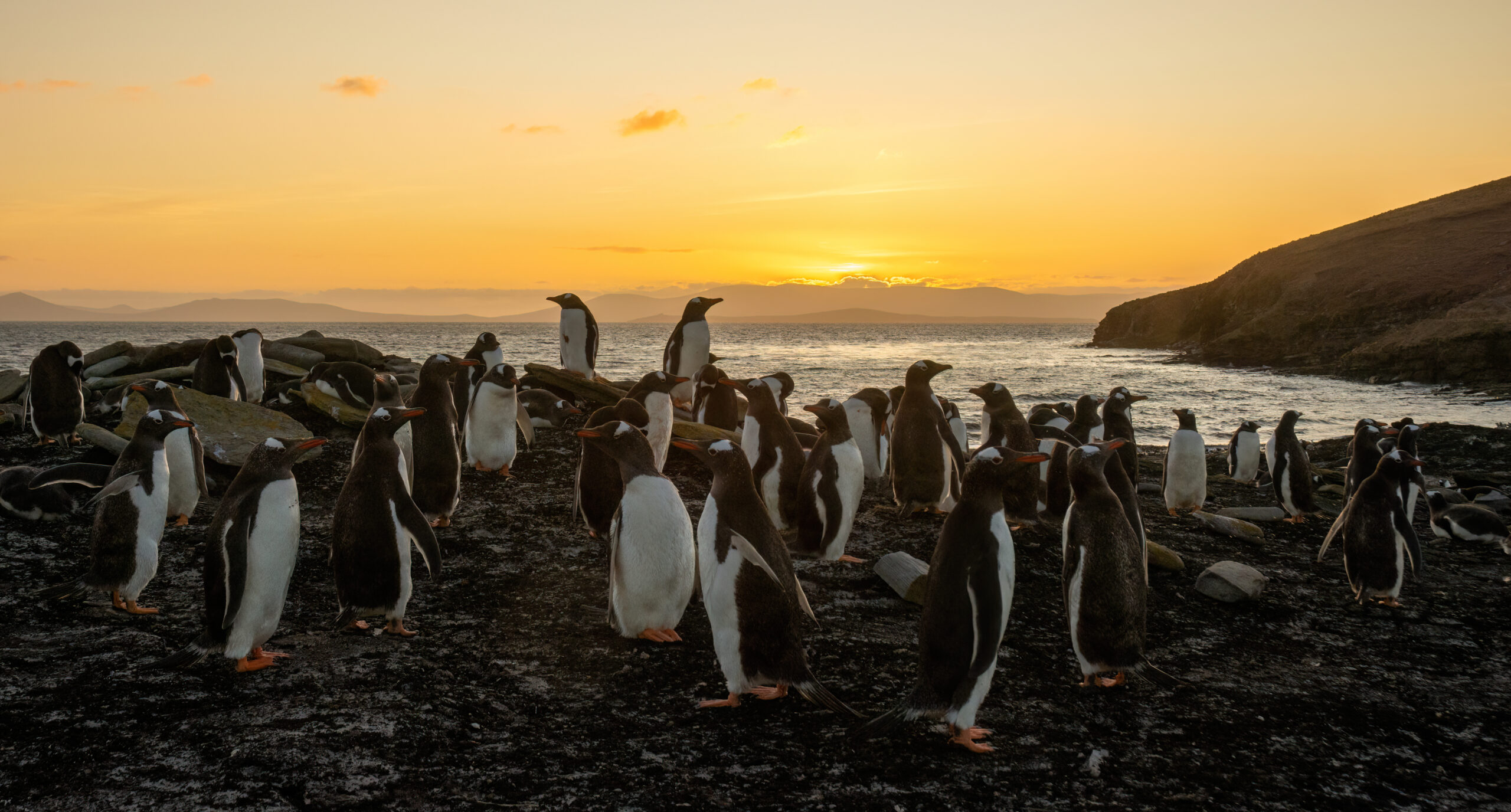 A Gentoo penguin colony at sunset, Saunders Island, the Falklands.