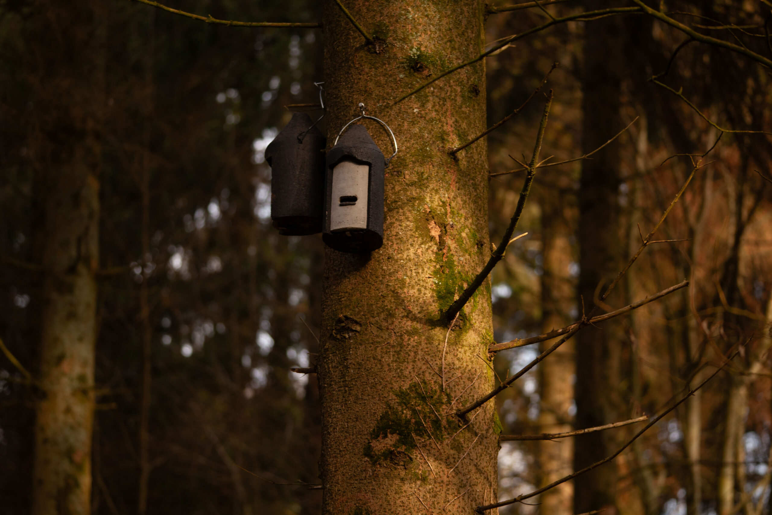 Vivara pro habitat box on a tree in a forest.