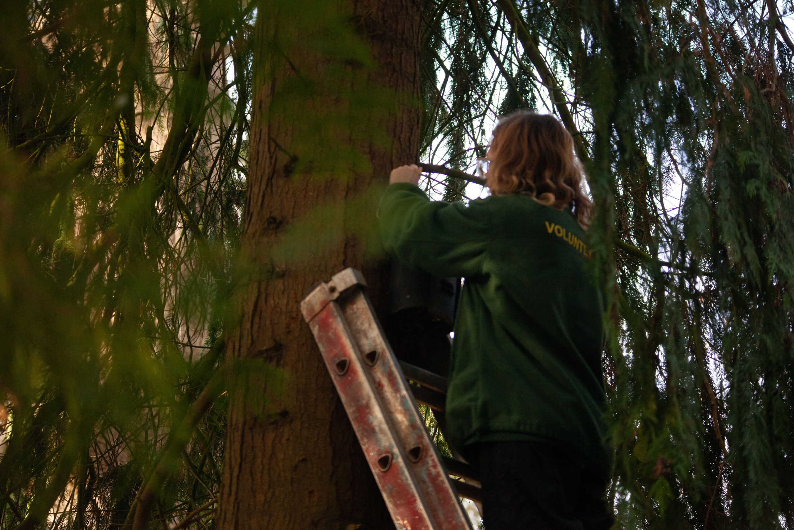 Lady in a green coat nailing a habitat box onto a tree.