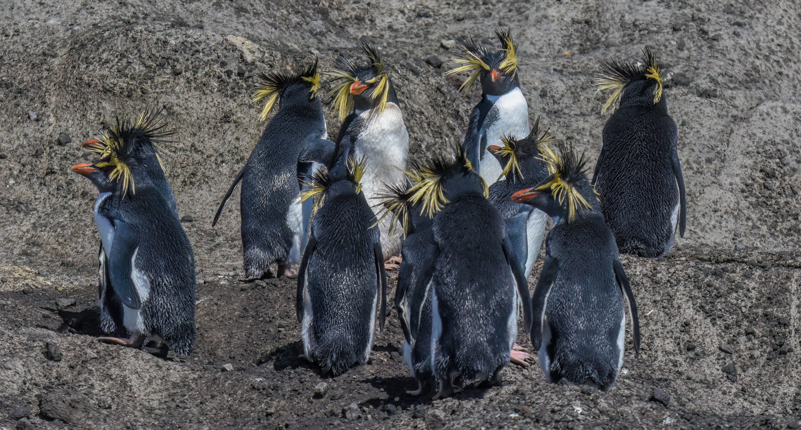 The strong wind blowing the crests of these Moseley’s rockhopper penguins also made photographing them more challenging.