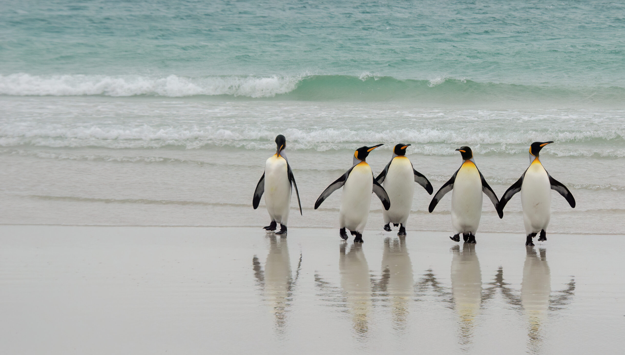 King penguins returning from a fishing trip.