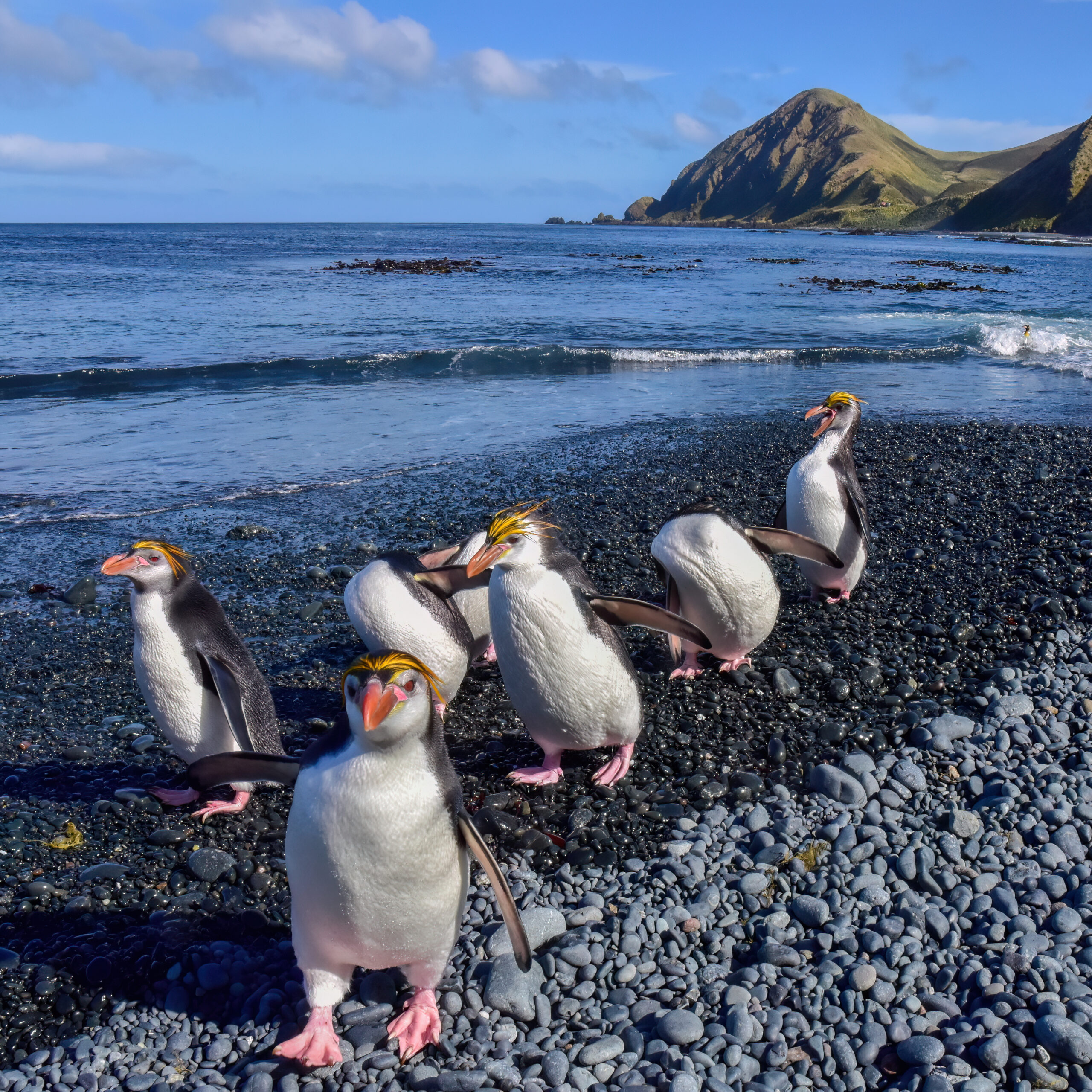 Royal penguins waddling across Sandy Bay, Macquarie Island.