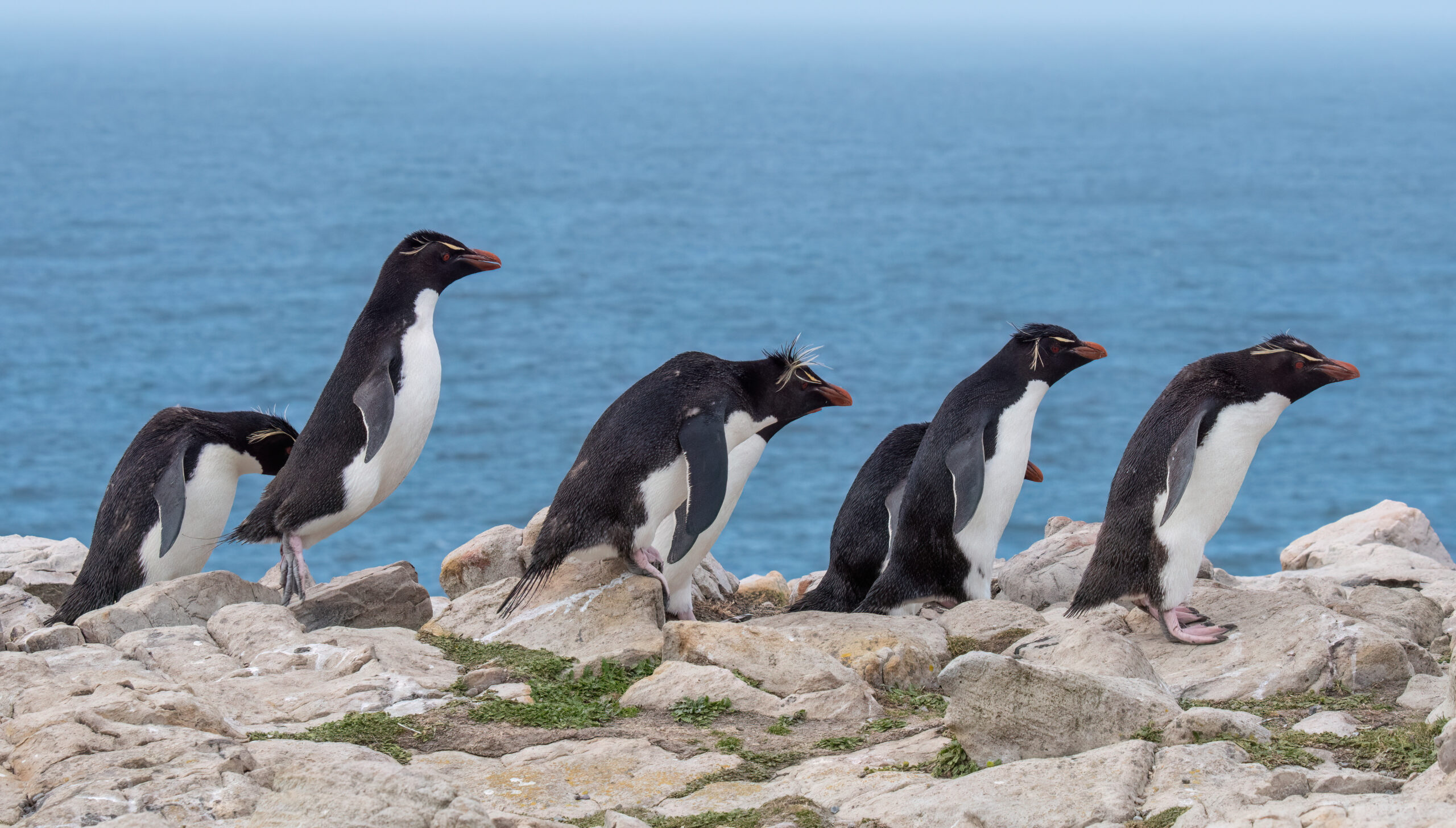 Southern rockhopper penguins, Pebble Island, the Falklands.