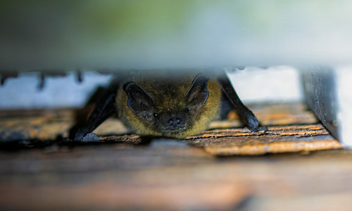 Bat Box Basics: A Guide