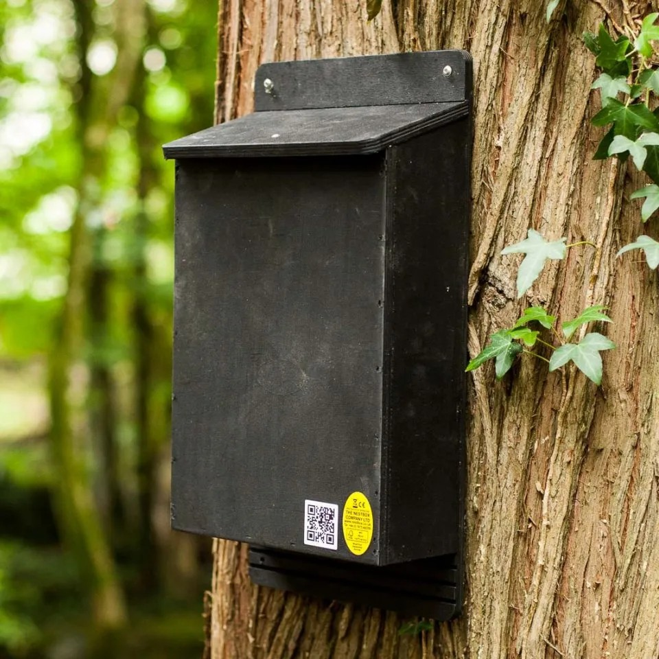 A black bat box attached to a tree in the woods