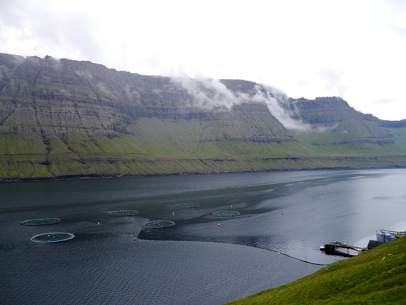 Salmon Farms by antonalfred, via flickr.