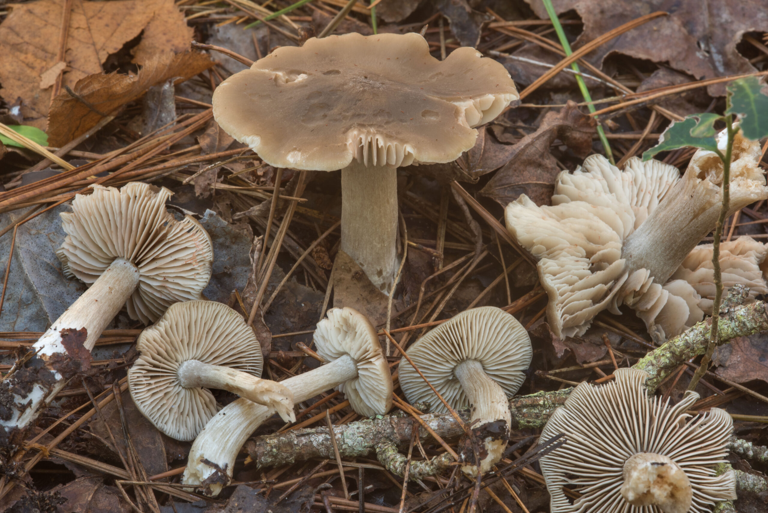 Brown caps of wood pinkgill mushrooms (Entoloma rhodopolium) in Huntsville State Park. Texas.