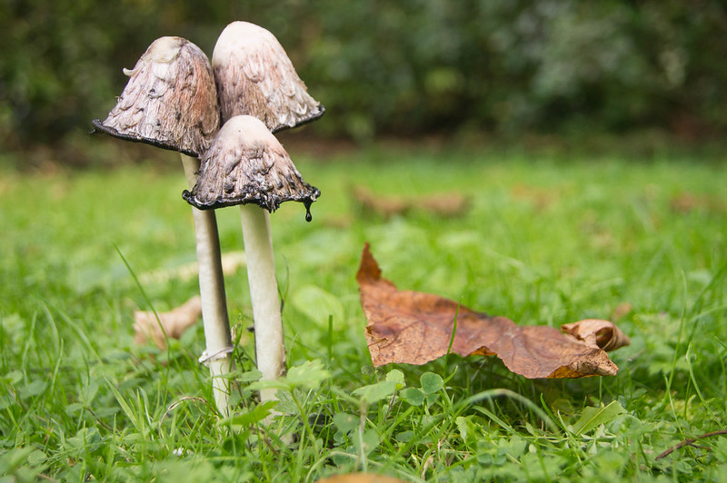 Inkcap Trio by Derek Winterburn, via flickr.