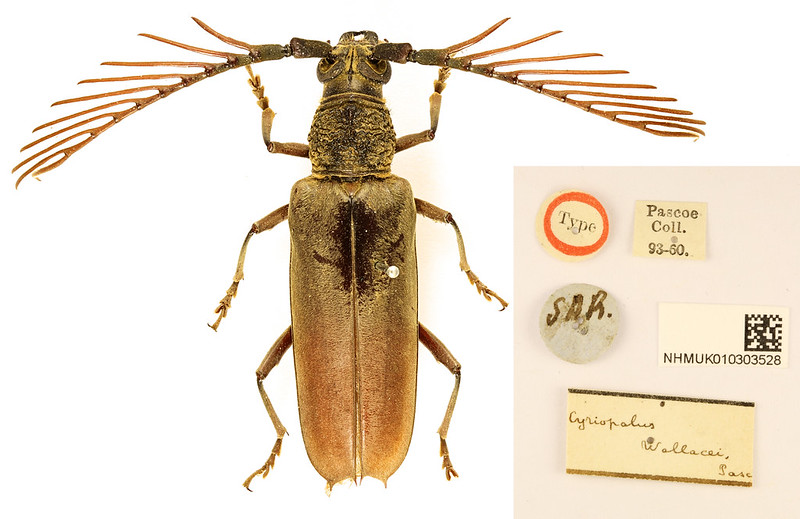 Cyriopalus wallacei Pascoe, 1866 (Cerambycidae: Cerambycinae) Holotype.