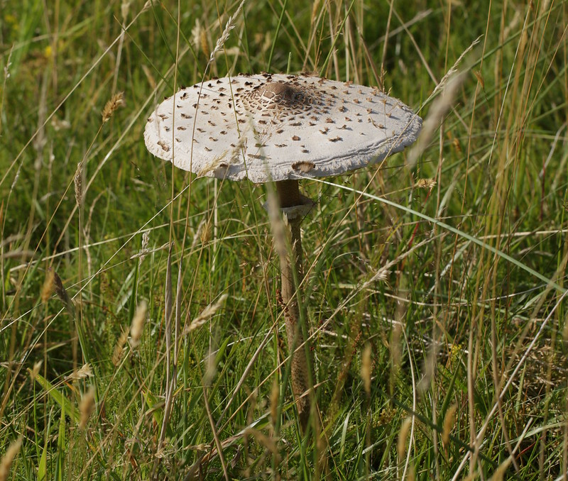 Parasol Mushroom by S. Rae, via flickr.