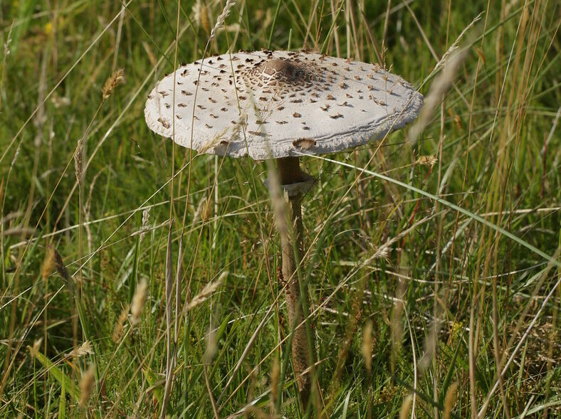 Parasol Mushroom by S. Rae via flickr.