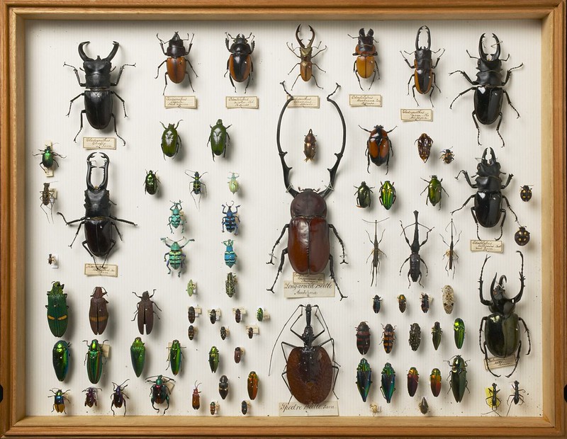 Beetles collected in the Malay Archipelago by Alfred Russel Wallace.