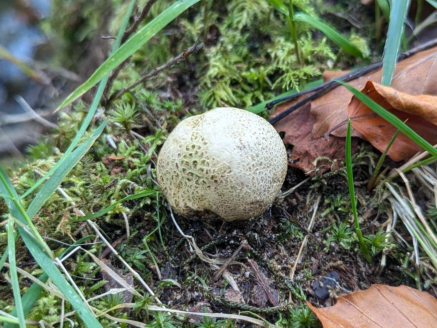 Common earthball (Scleroderma citrinum).