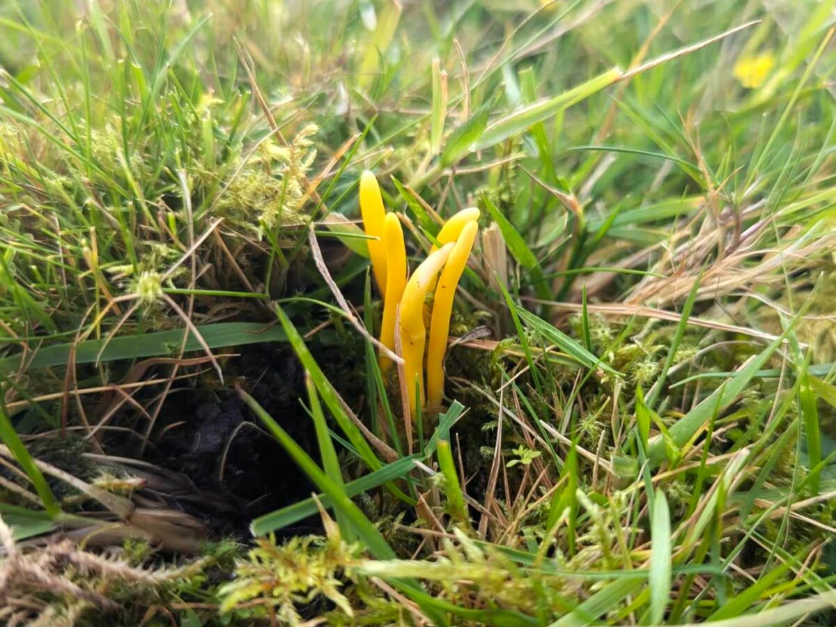 Yellow club fungus Clavulinopsis helvola).