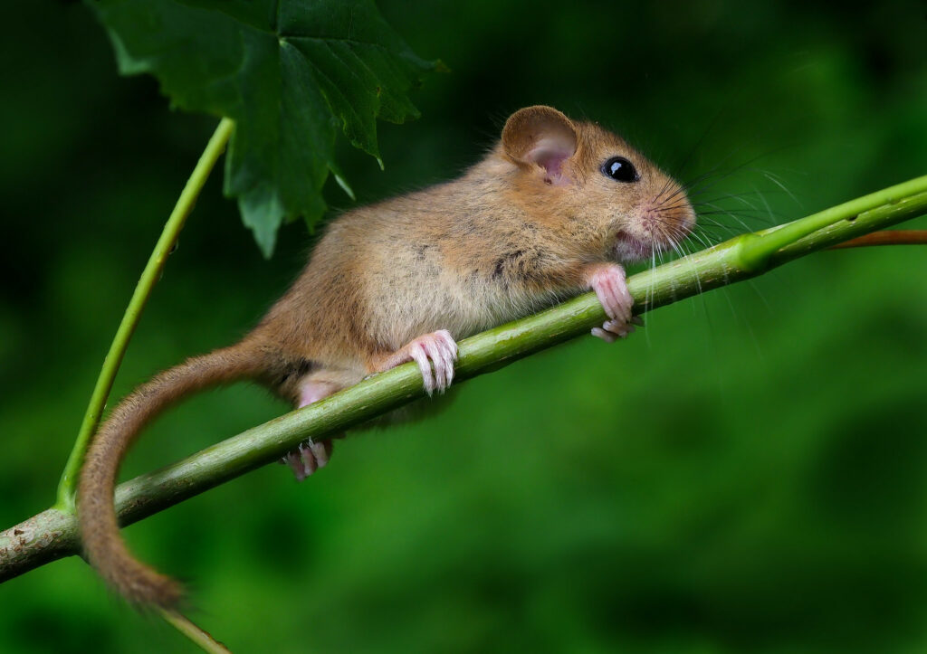 a small mouse resting on a bush branch