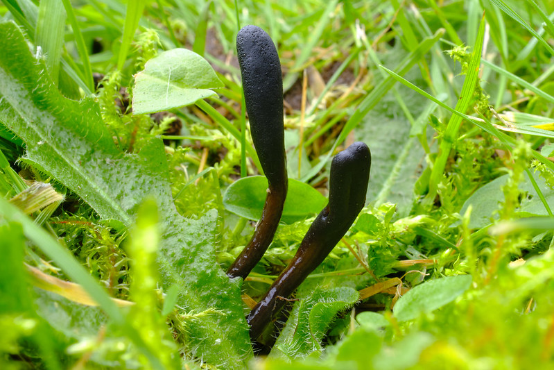 Earthtongues - Glutinoglossum by Lukas Large, via flickr.