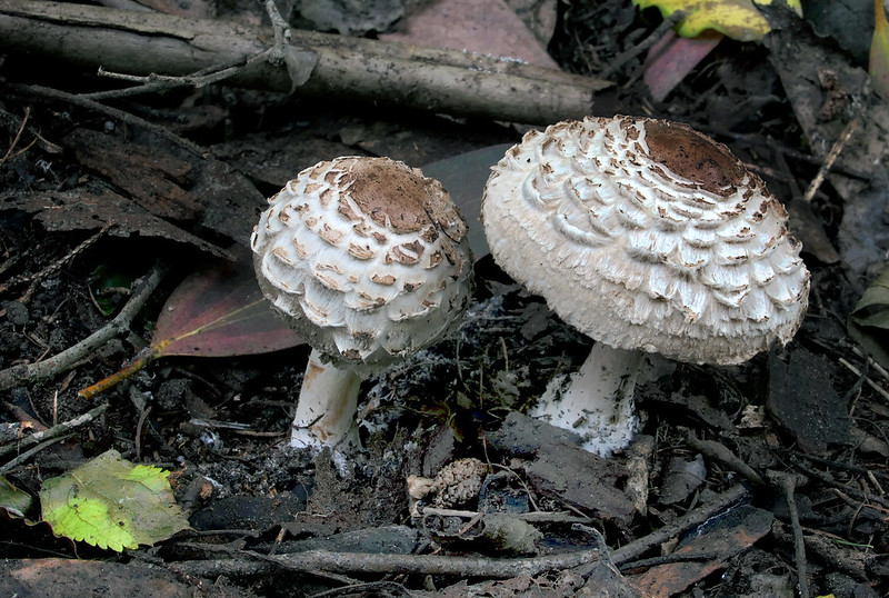 Parasol Fungi by Bernard Spragg, via flickr.