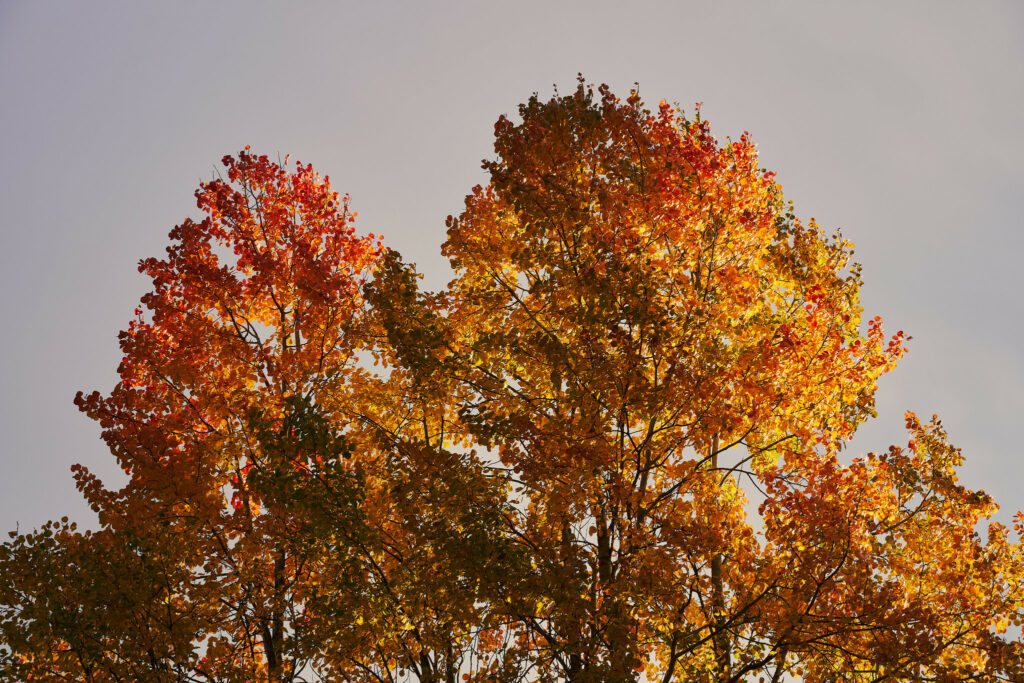 the tops of aspen trees against the sky, the leaves are orange and yellow