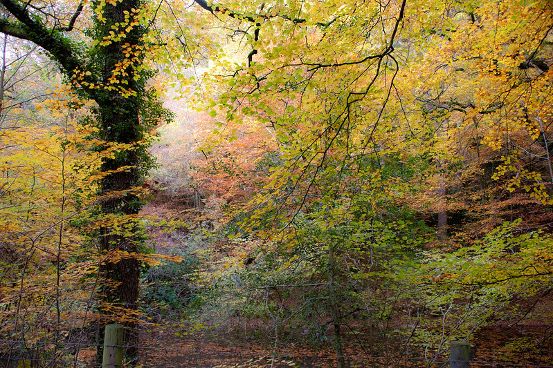 Foliage at Whitebrook by Charlie Llewellin, via flickr.