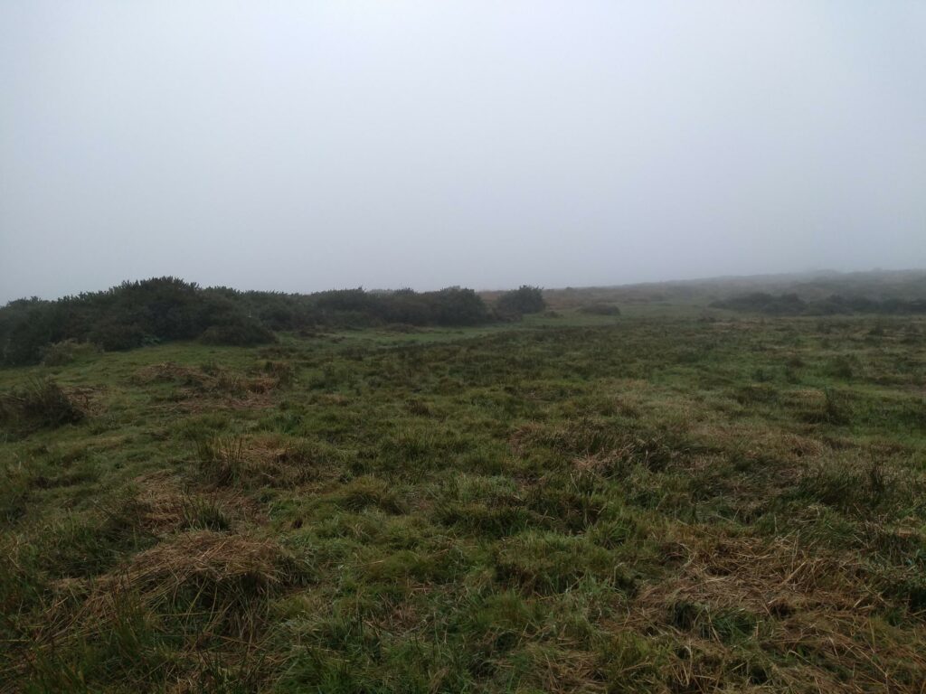 A misty grassland landscape