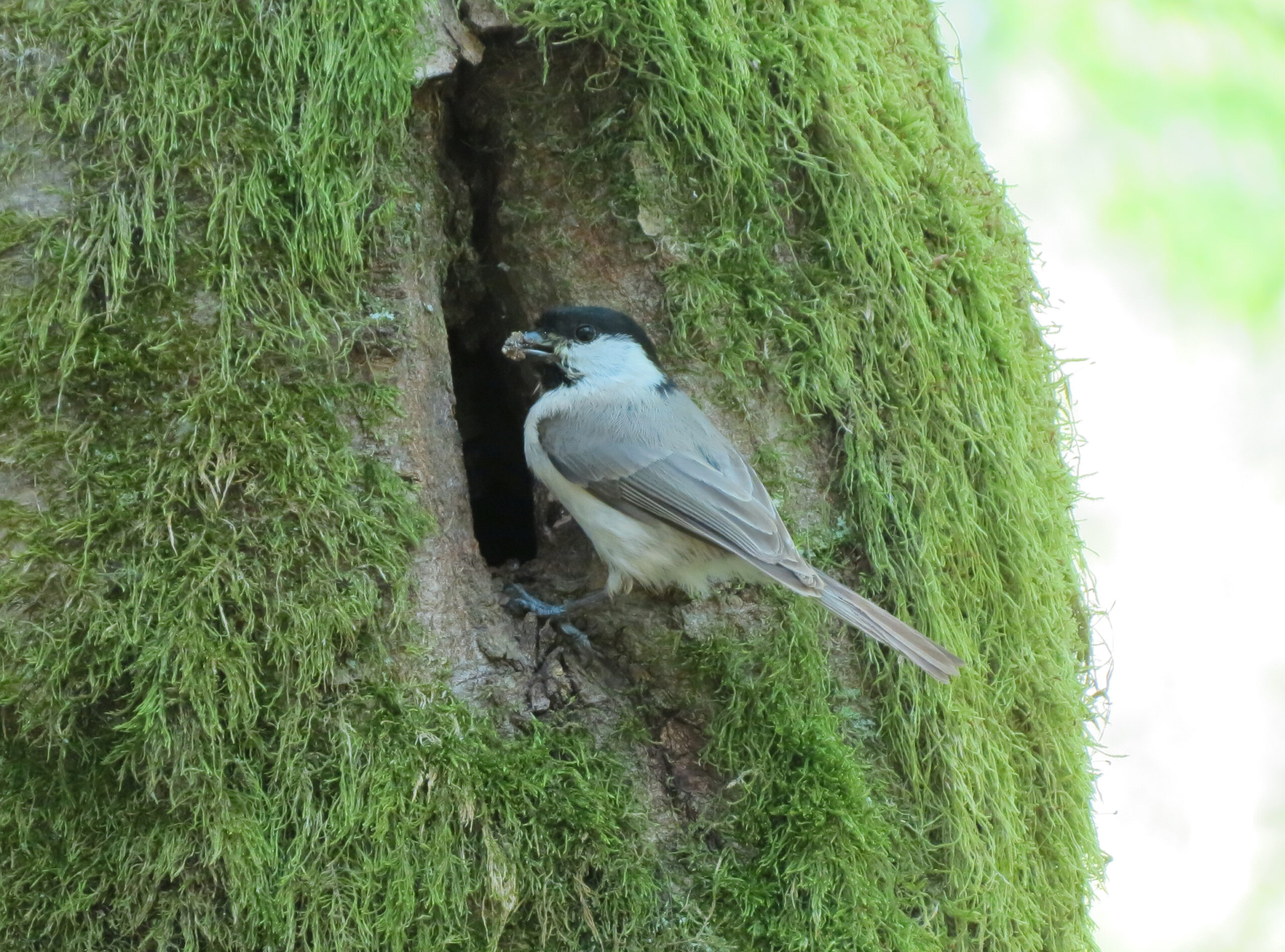 Marsh Tit at its nest, Biaowiea Forest, Poland.