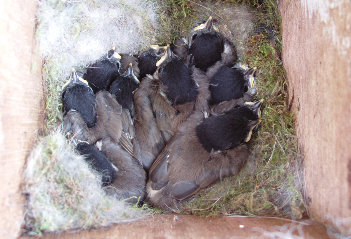 Marsh Tit nestlings in a nestbox at Monks Wood.