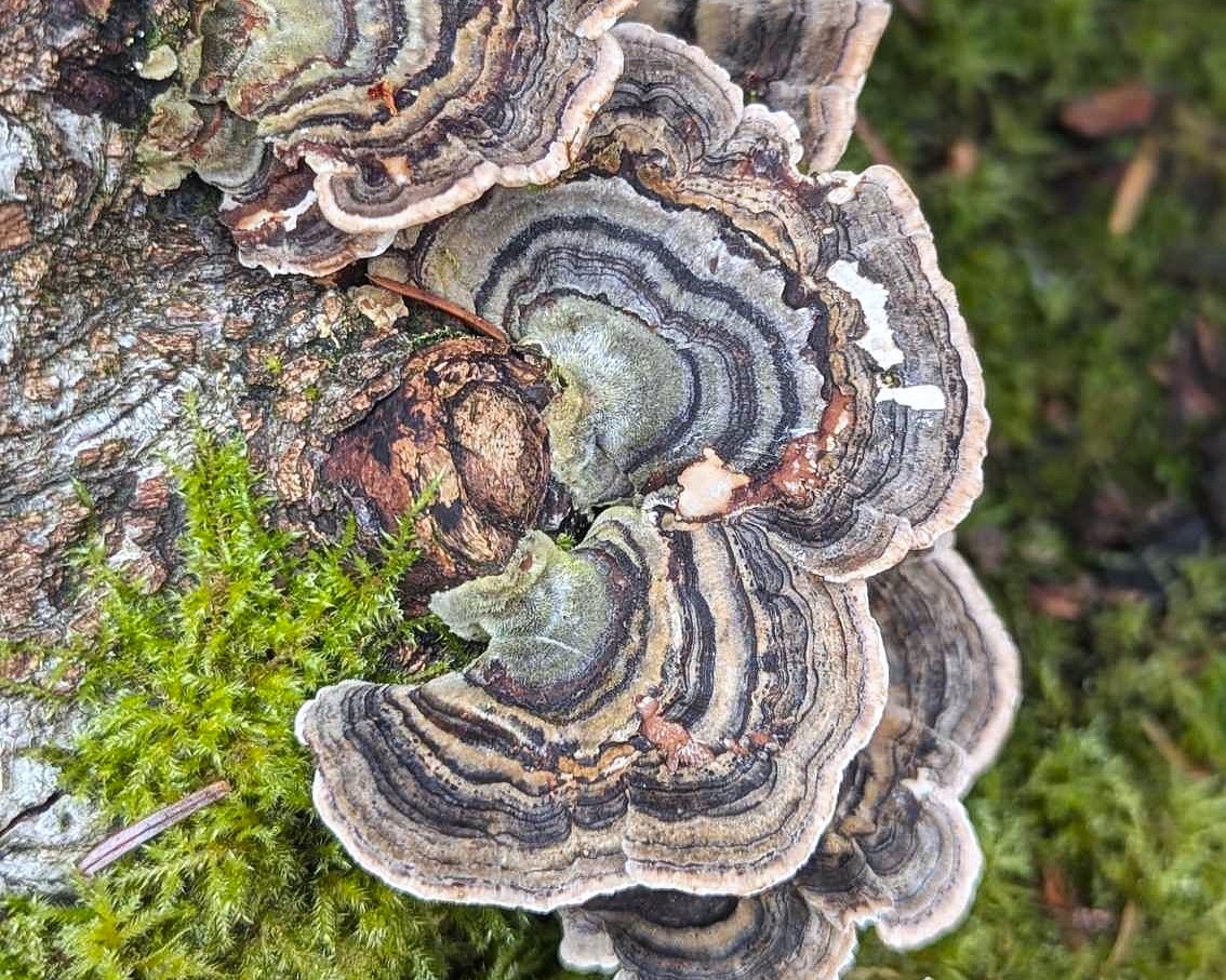 Turkeytail Fungi (Trametes versicolor) by Jo Graeser.