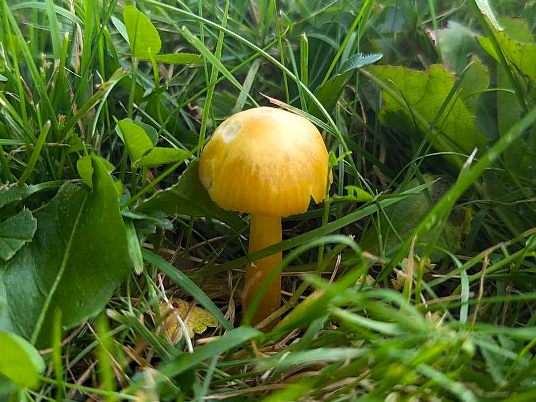 Waxcap fungi by Jo Graeser.