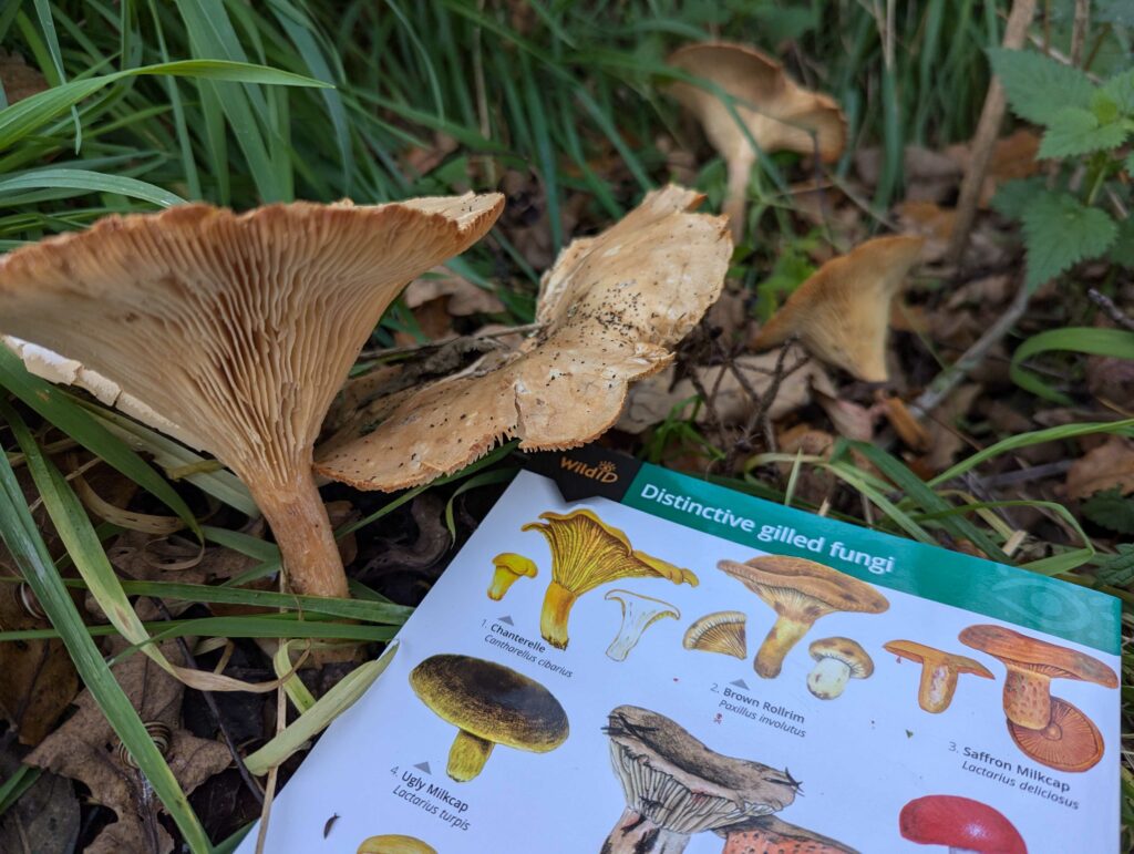 fungi WildID guide next to a mushroom on the floor