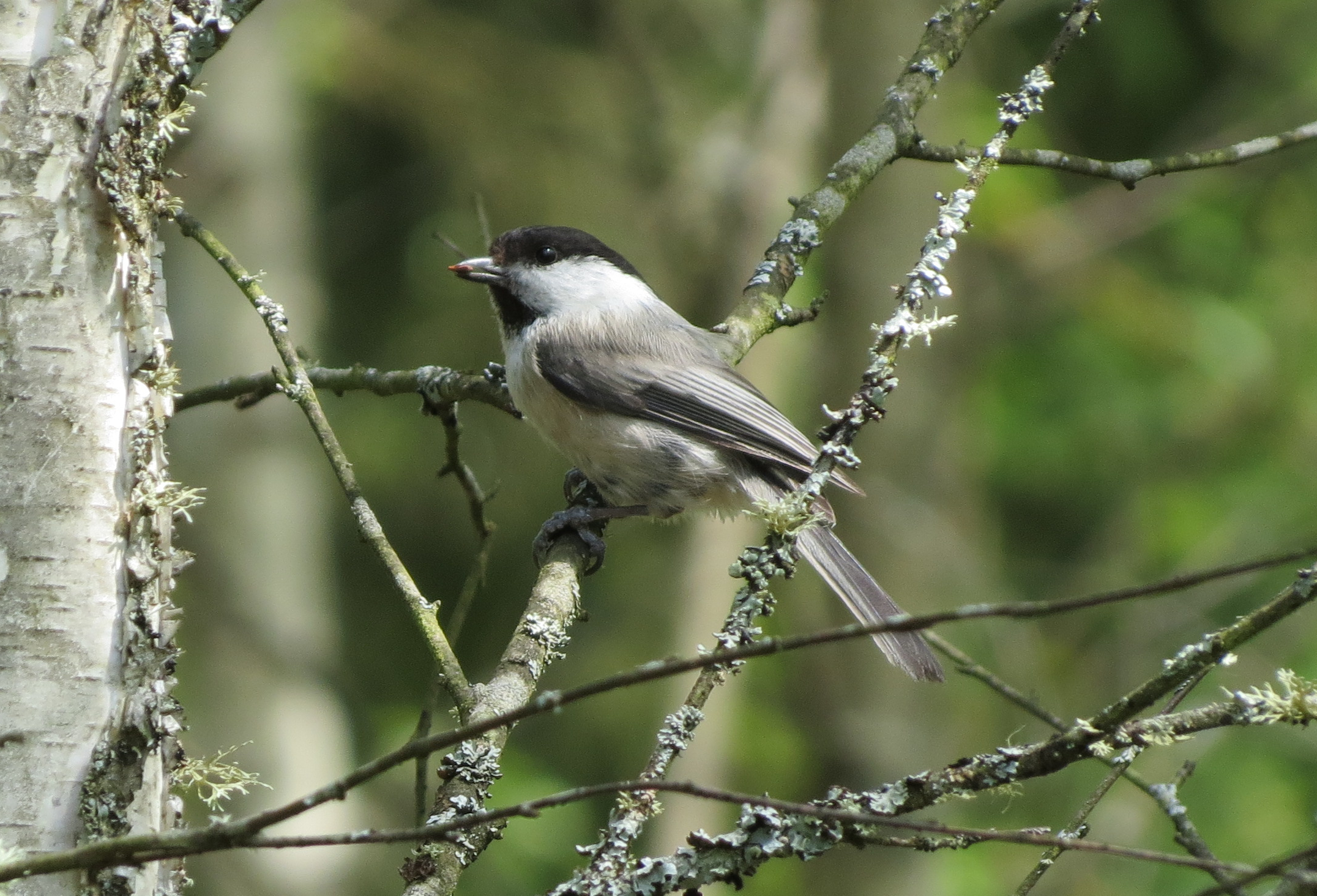 Willow Tit, Biaowiea Forest, Poland.