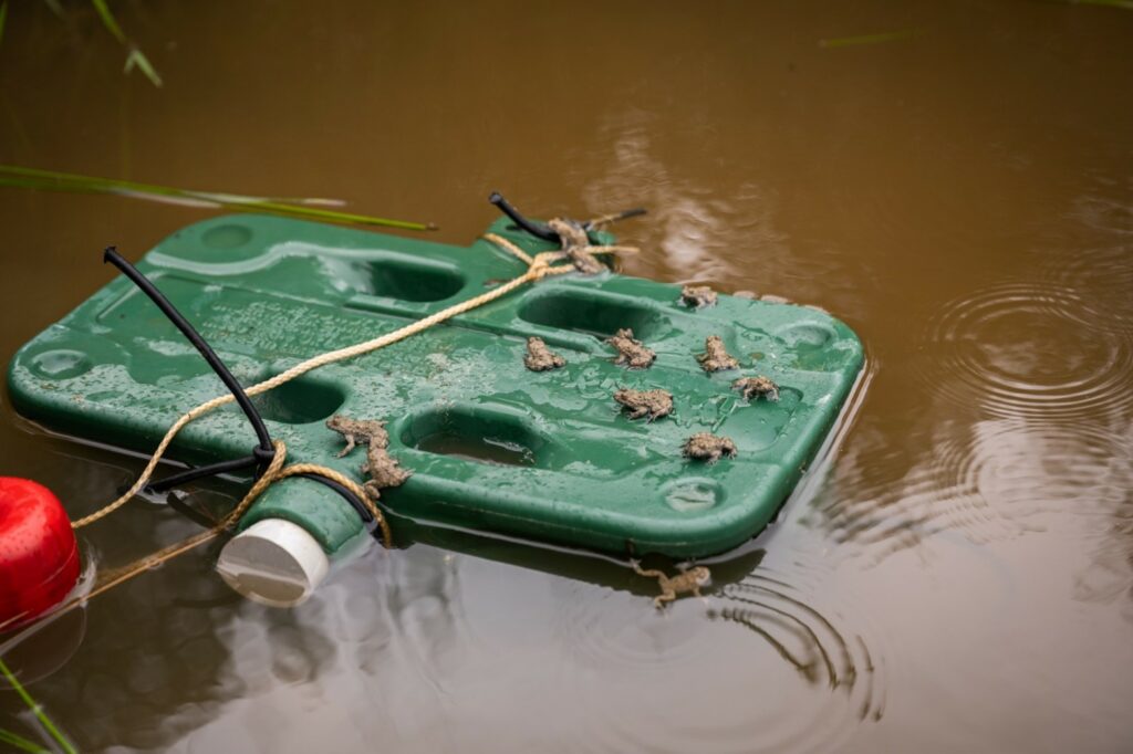 Newtcam submerged in a pond