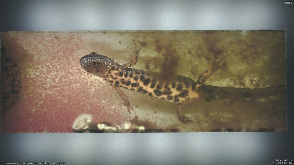 a great crested newt captured with newtcam