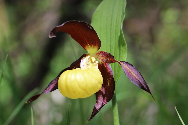 Lady's-Slipper Orchid - Cypripedium calceolus by Bjorn S, via flickr.