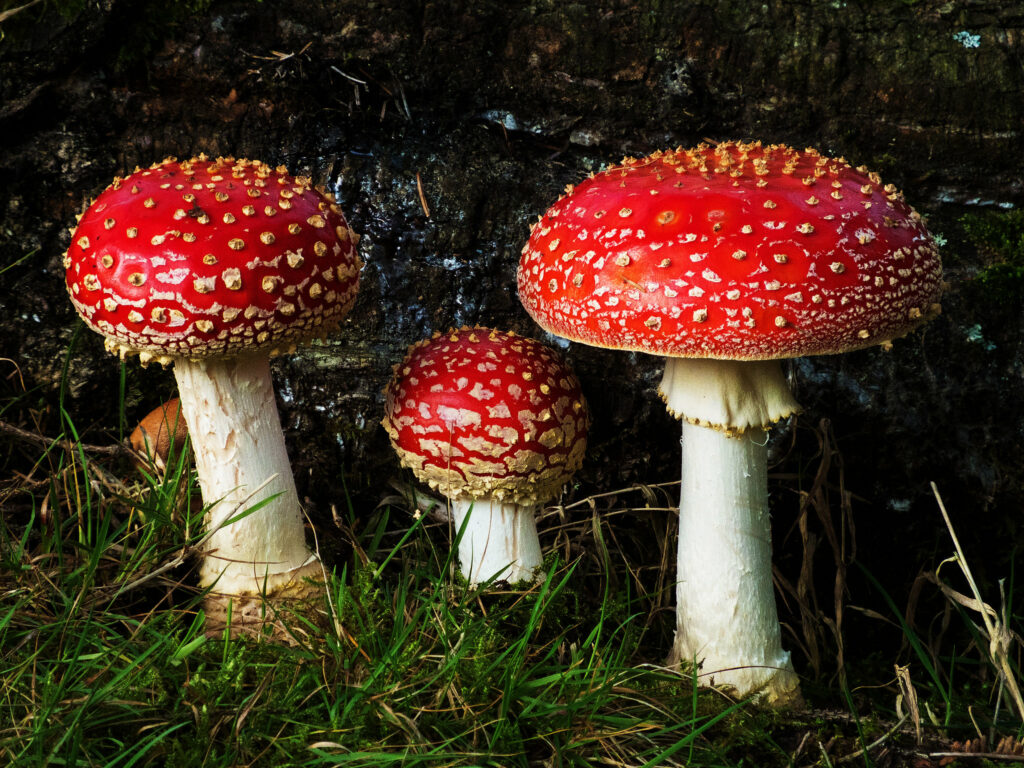 fly agaric