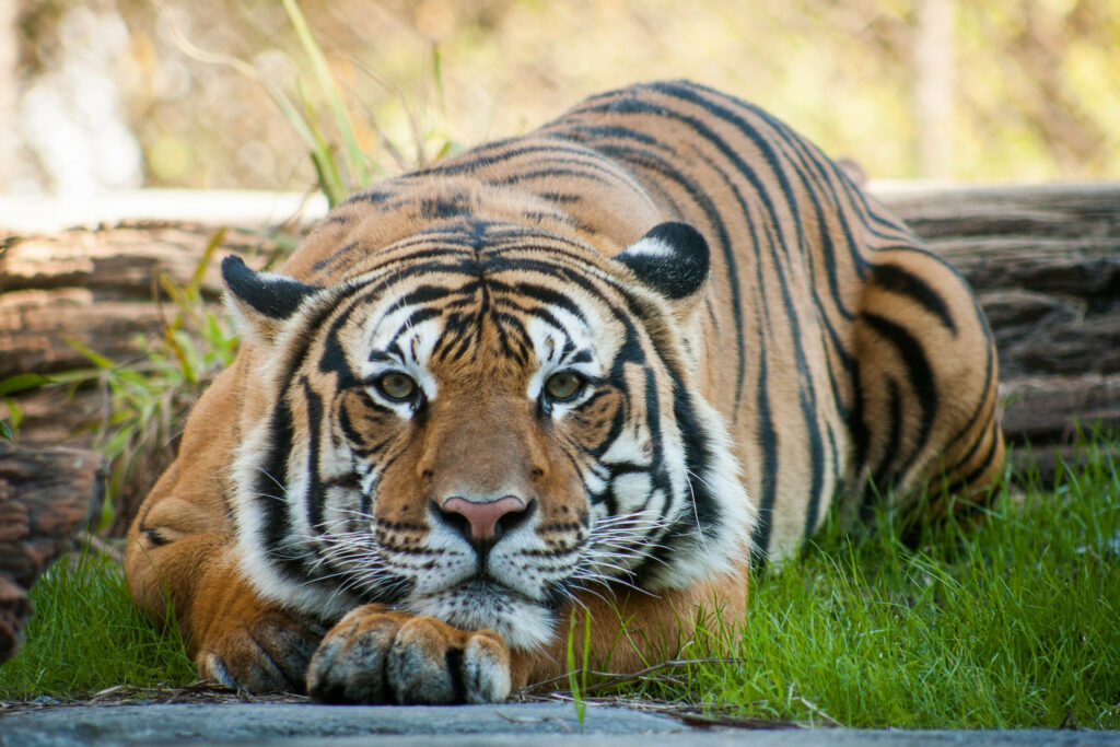 Tiger in Jacksonville Zoo