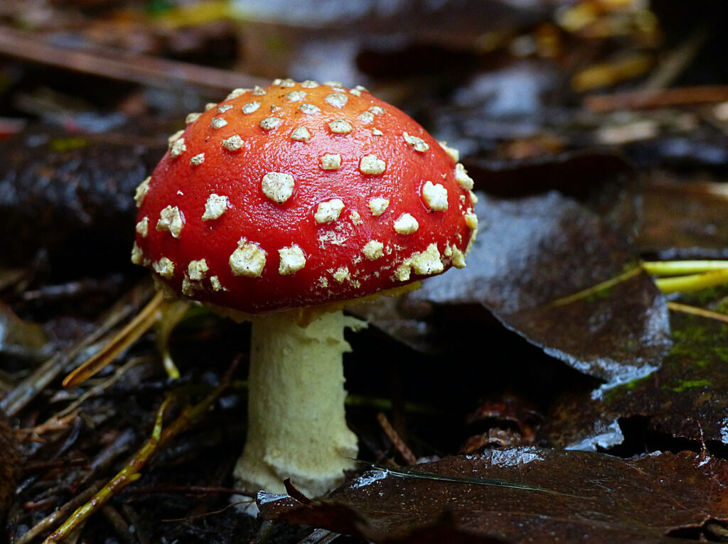 A red and white fly agaric mushroom on leaf litter