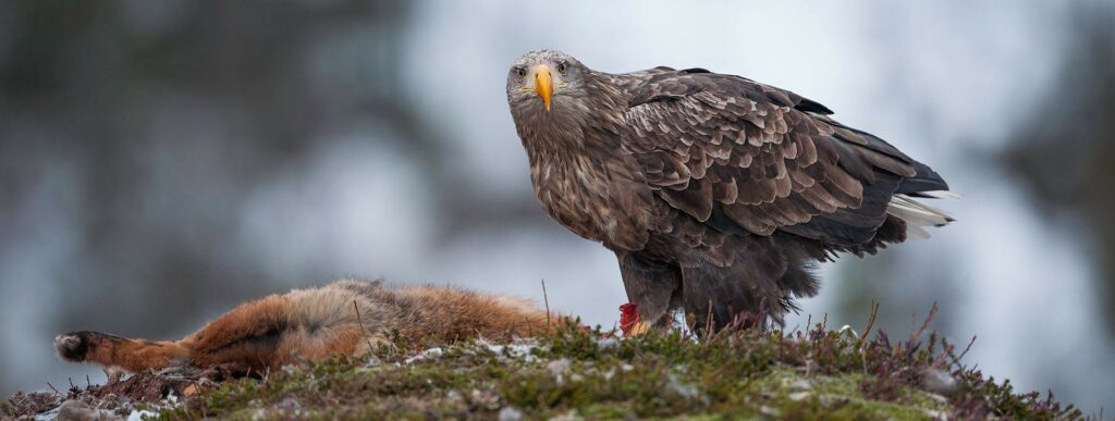 Haliaeetus albicilla white tailed eagle