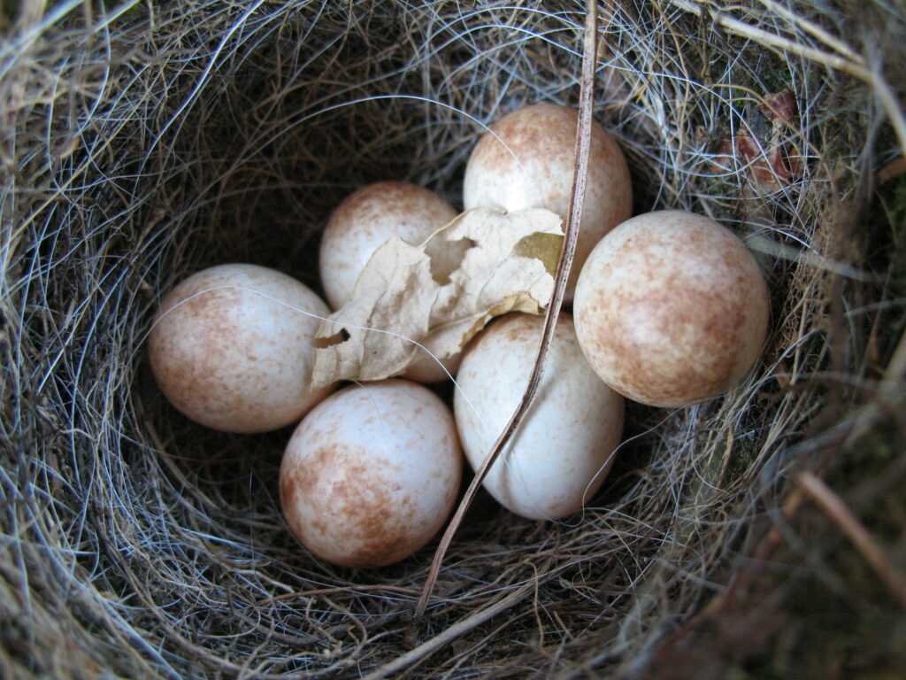 a clutch of bird eggs in a nest