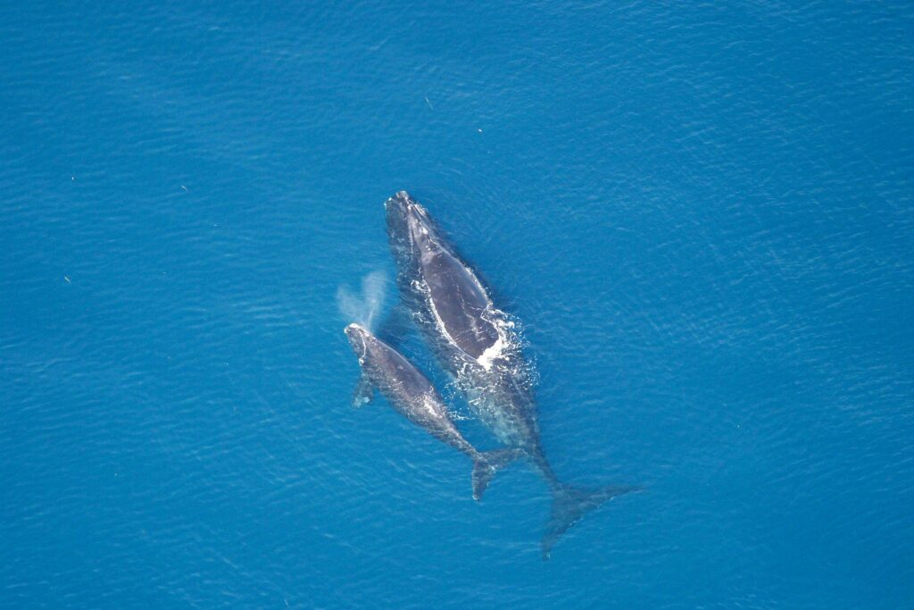 Right whales