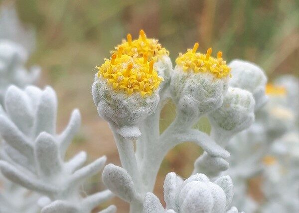 Cottonweed (Achillea maritima) by Liam Lysaght, via flickr.