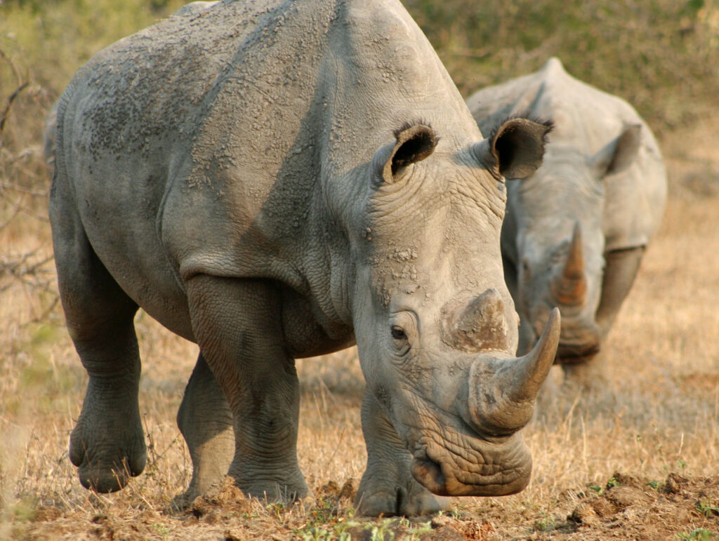 White rhino in South Africa