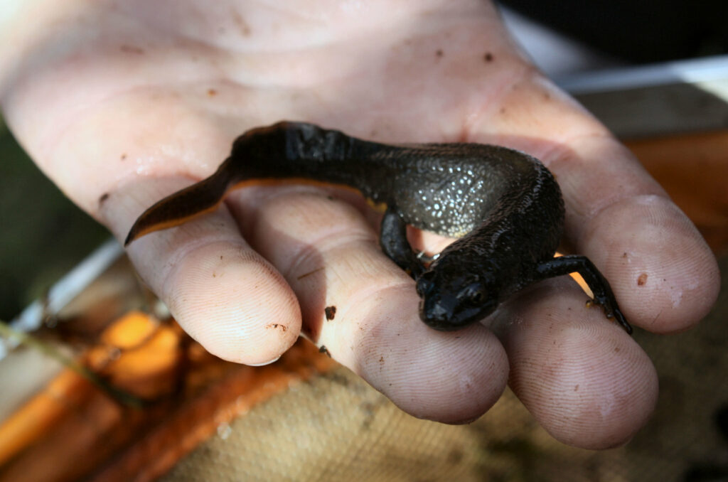 Great crested newt in a hand