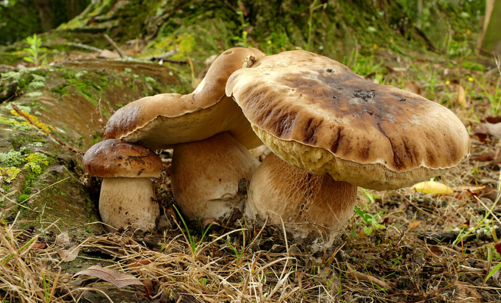 boletus edulis on a forest floor