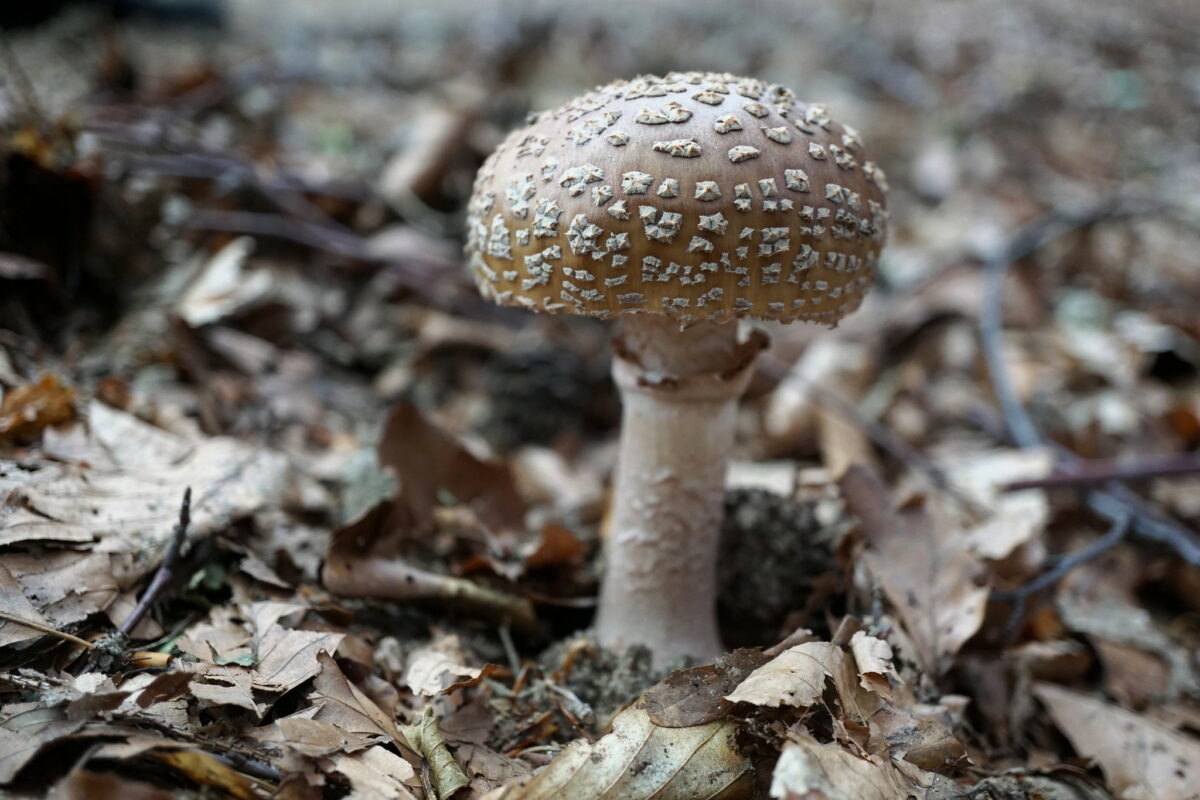 Amanita pantherina