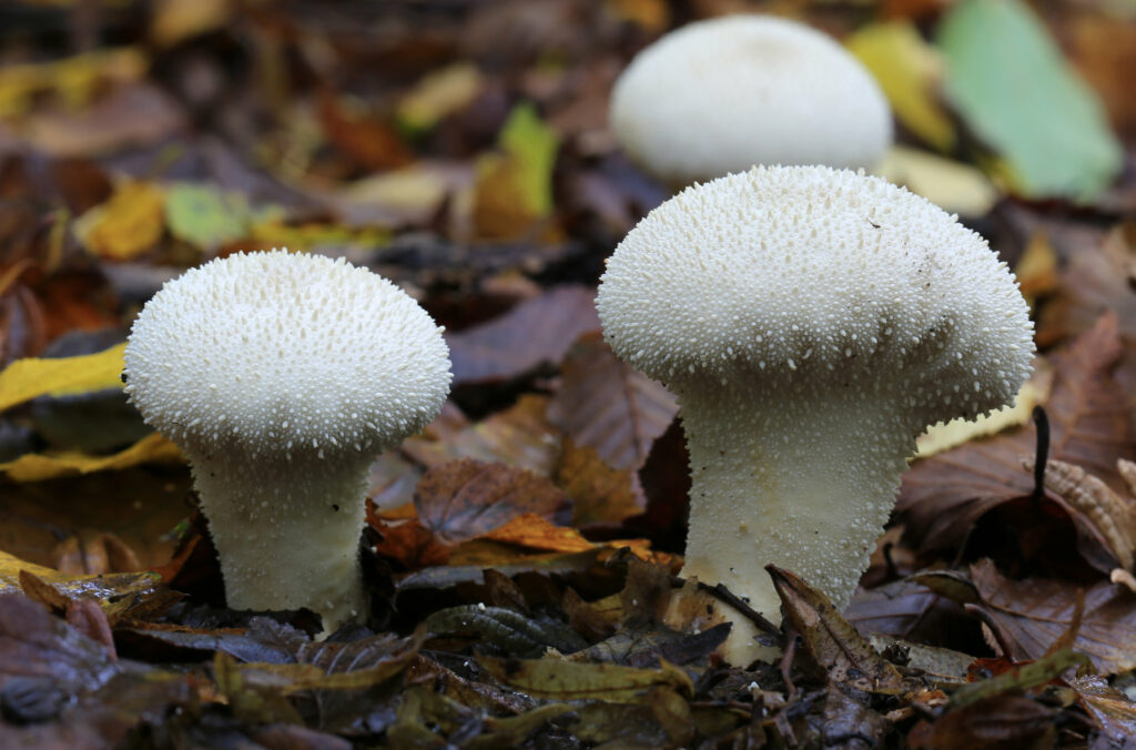 Puffballs on a leafy floor